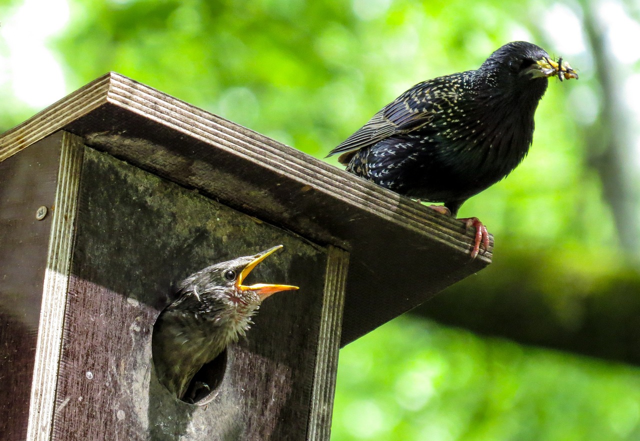 Pourquoi installer un nichoir dans son jardin ?